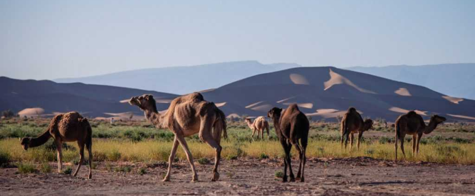 parc national iriki banner